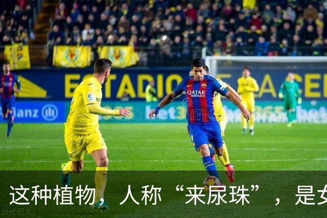 这种植物，人称“来尿珠”，是女生的最爱，现卖30元一斤